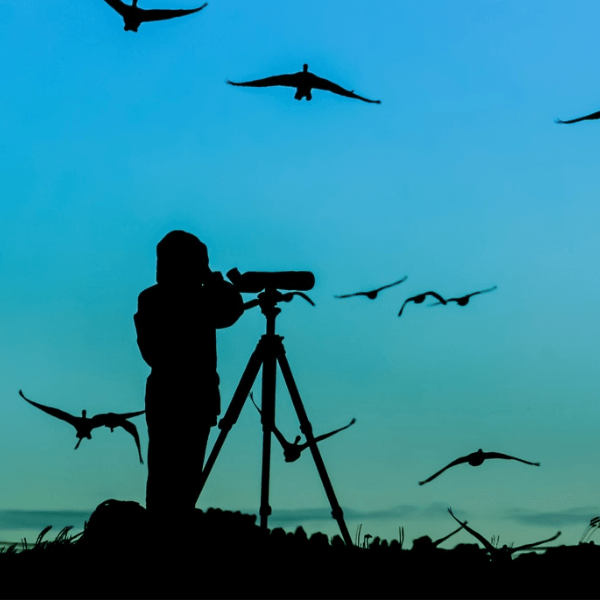 Birding - Astronomy Plus