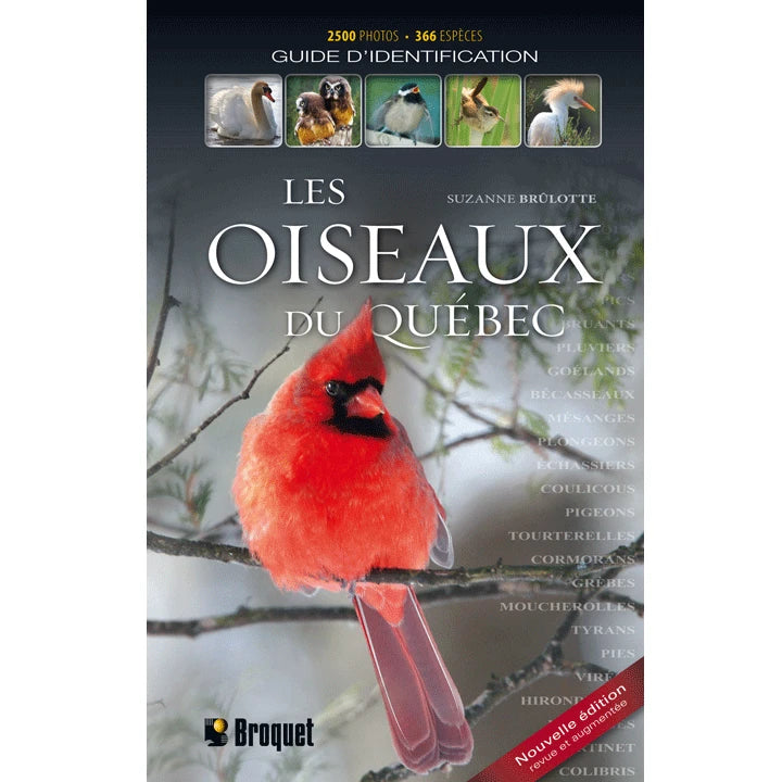 Les Oiseaux du Québec - Brûlotte