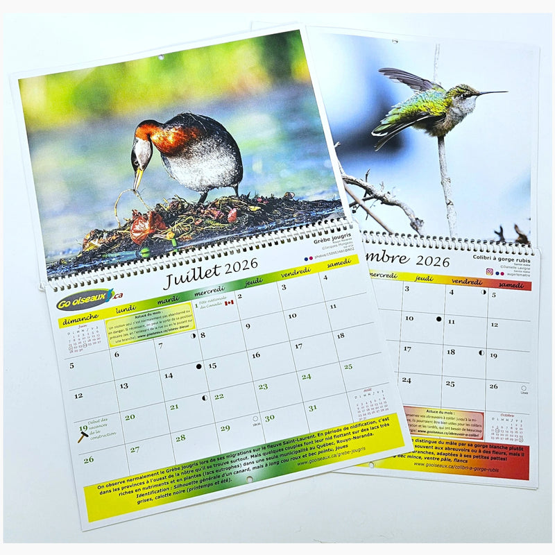 Go oiseaux ! Calendrier Oiseaux du Québec 2026